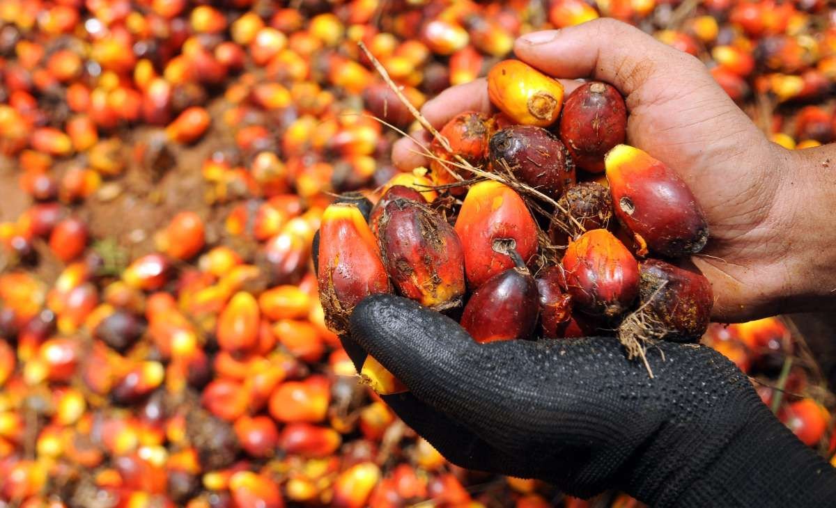 Industri Nasional Terdampak, Menperin Desak Penertiban Ekspor Turunan CPO